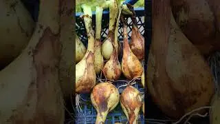 Что выросло из чернушки. Лук СЕМКО ЗОЛОТИСТЫЙ.