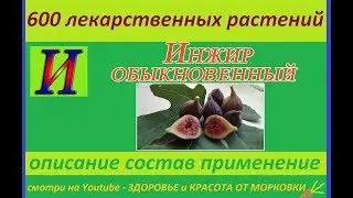figs ordinary 600 medicinal plants