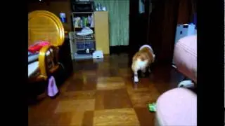 泥棒ルックらび君