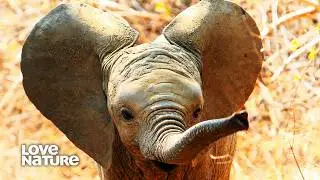 Nature's Soundtrack: How Animals Hear and Adapt to Human Noise | Animals Decoded 102