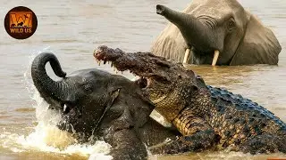 Craziest Crocodile Attack Ever Caught On Camera | Wild Animals Documentary