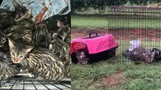 Over 15 Cats Left in Cages in the Rain