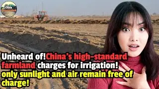 China's high-standard farmland，Crops are barren and water fees are charged for irrigation.
