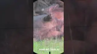 hog hunting 4