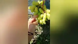 "Мальчик с пальчик" 12 августа и 25 августа  2022г.Селекция Калугин В. М.