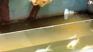 Wow White Goldfish, Koifish white, orange, blue, brown, black, silver & goldkoifish @goldenfish1410