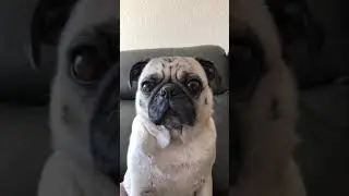 Am I the greatest singer ever?! - Shaq The Pug 