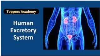 Excretory system part1 | Organs of excretion #toppersacademy #kidney #skin #liver #lungs #ppsc #fpsc