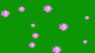 Free Green Screen Lotus Flowers : Chroma Key : 