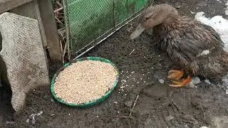 Маня, ручная подсадная утка.  Знакомство Мани и Кеши.