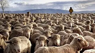 The Amazing Biggest Sheep Farm in Western Australia