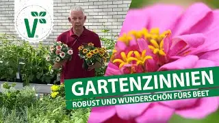 Gartenzinnien - Robuste Beetpflanzen