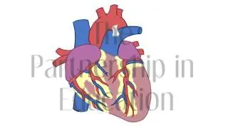 Heartbeat Animation | The Partnership in Education