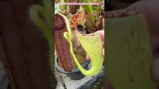 What are these little dots on my Nepenthes?
