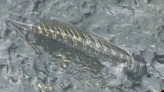 Des Blennies et des vagues à l'île de La Réunion (par Christian Aimar)