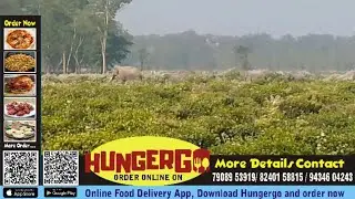 कालचीनी क्षेत्र में हाथी के हमले में एक वनकर्मी की मौत हो गई।