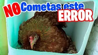 ⚠️ El Peor ERROR que puedes cometer si tienes una Gallina Clueca