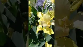 КРАСИВЫЕ ИРИСЫ ЖЁЛТЫЕ !!!