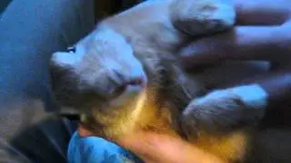 Floppy Bunny