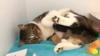 Love Is A Four Legged Word