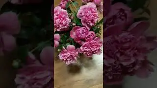 Букет пионов! Красивы необыкновенно! Аромат на всю квартиру!