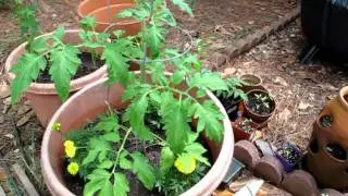 Backyard Garden Container Tour