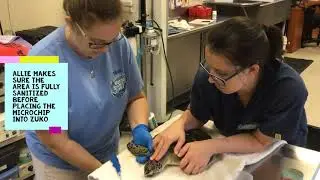 Marine Science Center Microchips a Sea Turtle Before Release