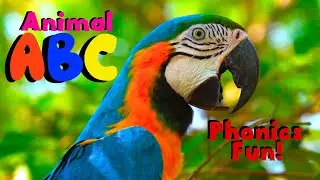 AMAZING ANIMAL ABC | kids alphabet phonic song