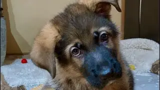 Продаётся щенок немецкой овчарки