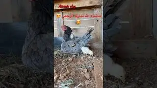 😌شوفو 😍وقولو اللهم -زد-و بارك 😌😌 عصافير لا تطير تبيض و تبقى في العش لانها صادقة 🤣🤣🤣#اكسبلور