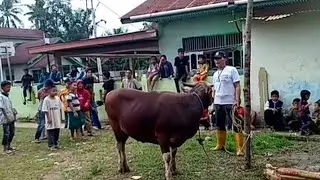 proses pemotongan sapi kurban di mesjid Al jihad Dumai @hanum313