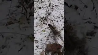 каточик!!