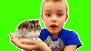 Dad has bought a hamster. what to do? new friend escaped from the cage! Alex panicked