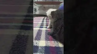 милые котята #animals #viral #cute #funny #funnyvideo