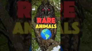 Top 5 RAREST Animals in the World! 🌎
