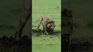 Лев раскапывает бородавочника. Lion Digs Warthog.