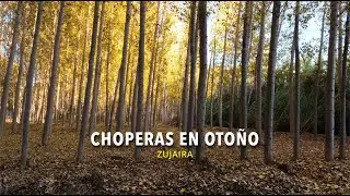 Choperas de Zujaira
