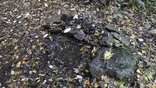 Родник в овраге Исар Алтын Дере