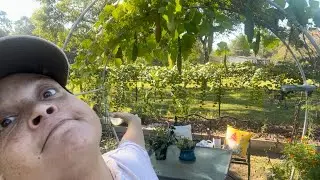 Potager Update & Life Catch-Up Video 🌱