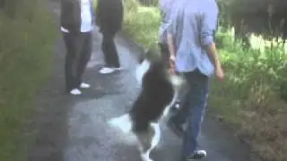 Shaws Dog 2