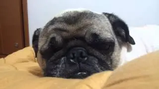 SNORING PUG MALONE