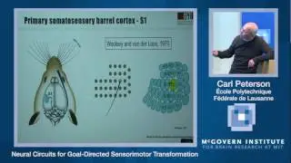 Carl Petersen, Neural circuits for goal-directed sensorimotor transformation