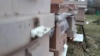 итоги зимовки пчел 2020
