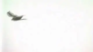 Crows chasing hen harrier (marsh hawk)
