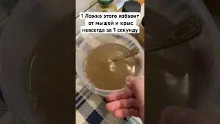 1 Ложка этого избавит от мышей и крыс навсегда за 1 секунду 