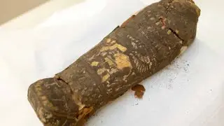 The “Hawk” Mummy