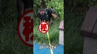 Ultimate Guide to Deter Dobermans | #DobermanAdvice #GuardDogs #SillyDogChronicles