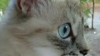 Запитання Відповідь