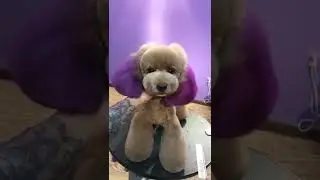 Cute Puppy #shorts