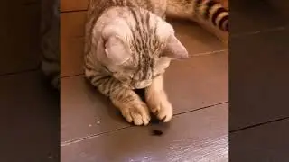 Кот и муха.